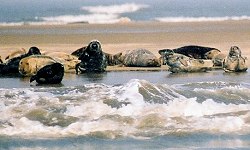 Seals at Scroby Sands